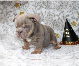 English Bulldog Puppy for sale in CHARLESTON, SC, USA
