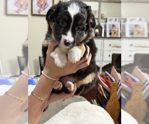 North American Shepherd Puppy for sale in FLAT ROCK, AL, USA