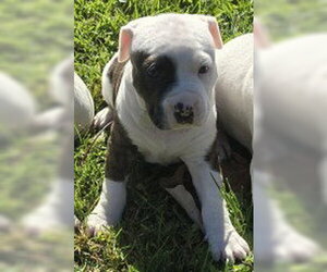American Bulldog-American Staffordshire Terrier Mix Dogs for adoption in Frankenmuth, MI, USA