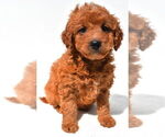 Small #8 Goldendoodle mix (+ Poodle Miniature)