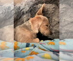 Small #3 Mutt