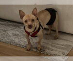Small Photo #4 Chihuahua-Unknown Mix Puppy For Sale in Dana Point, CA, USA