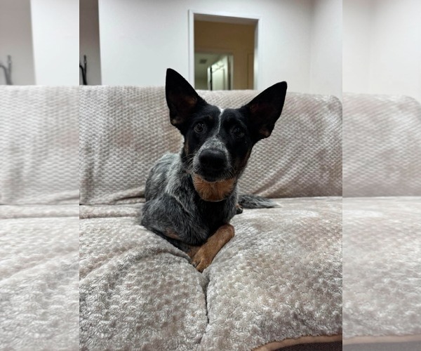 Medium Photo #2 Mutt Puppy For Sale in Menifee, CA, USA