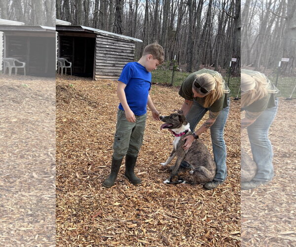 Medium Photo #4 Mountain Cur-Plott Hound Mix Puppy For Sale in Rustburg, VA, USA