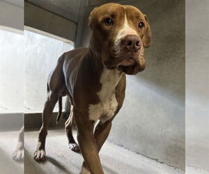 Mutt Dogs for adoption in San Bernardino, CA, USA