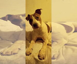 Mutt Dogs for adoption in Woodland, CA, USA