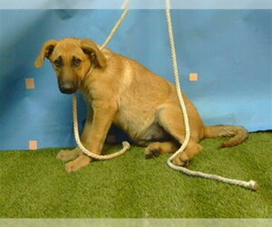 German Shepherd Dog Dogs for adoption in Downey, CA, USA