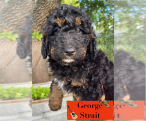 Bernedoodle-Poodle (Miniature) Mix Puppy for sale in GOLDEN, CO, USA