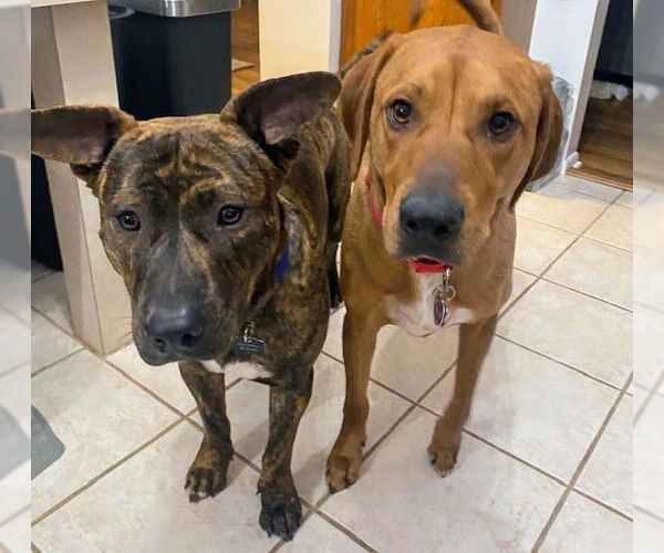 Medium Photo #14 Mountain Cur-Unknown Mix Puppy For Sale in Rockaway, NJ, USA