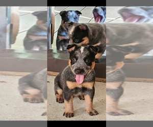 Australian Cattle Dog Litter for sale in COLCHESTER, IL, USA