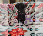 Small #3 Labrador Retriever Mix