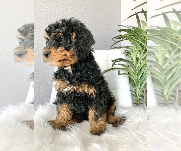 Medium Photo #1 Miniature Bernedoodle Puppy For Sale in MORRIS, MN, USA
