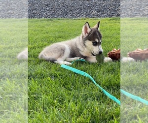 Native American Indian Dog-Siberian Husky Mix Puppy for sale in PASCO, WA, USA