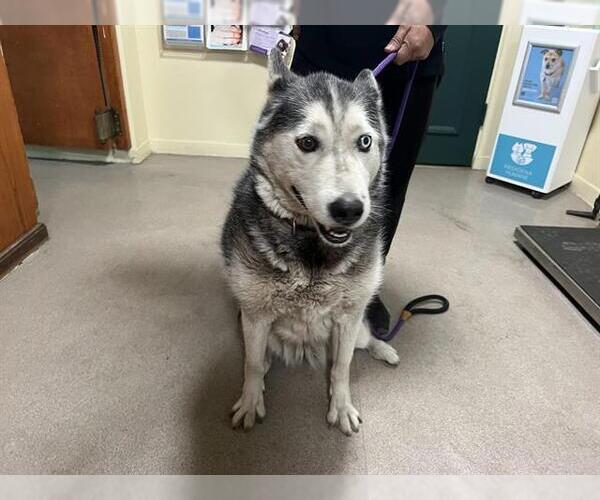 Medium Photo #1 Siberian Husky Puppy For Sale in Pasadena, CA, USA
