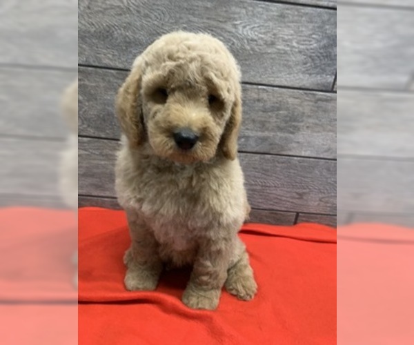 Medium Photo #3 Goldendoodle-Poodle (Standard) Mix Puppy For Sale in RICHMOND, IL, USA