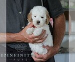 Small #4 Poodle (Miniature)