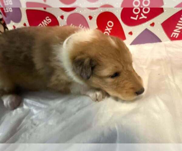 Medium Photo #4 Collie Puppy For Sale in HIGH POINT, NC, USA