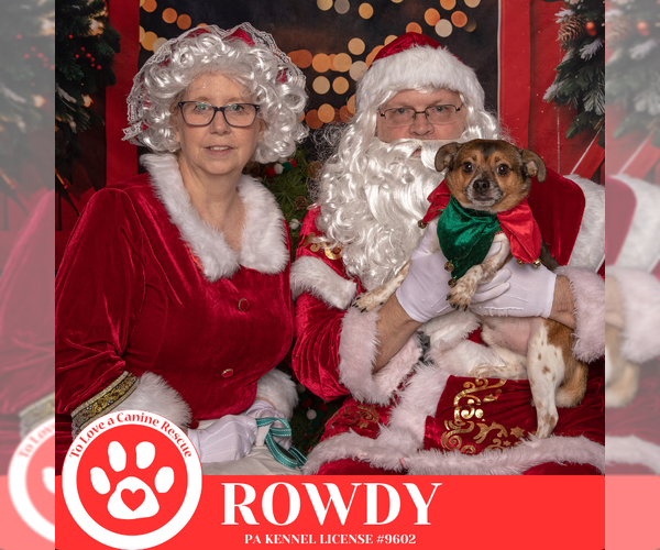 Medium Photo #10 Chug Puppy For Sale in Kimberton, PA, USA