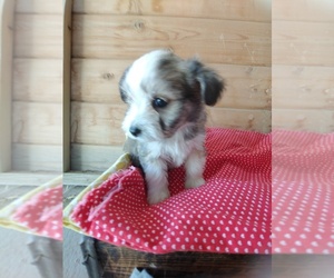 Bichon Frise-Miniature Australian Shepherd Mix Puppy for sale in CANON CITY, CO, USA