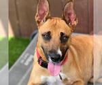 Small Photo #11 Boxer-Unknown Mix Puppy For Sale in San Diego, CA, USA