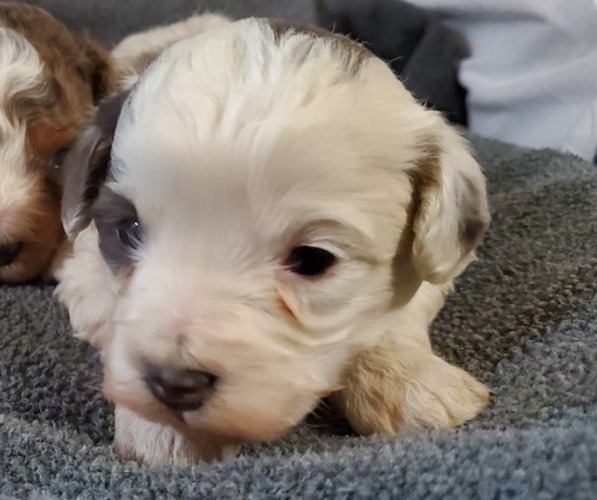 Medium Photo #8 Bernedoodle (Miniature) Puppy For Sale in LEETONIA, OH, USA