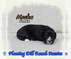 Miniature Australian Shepherd Puppy for sale in FORESTBURG, TX, USA