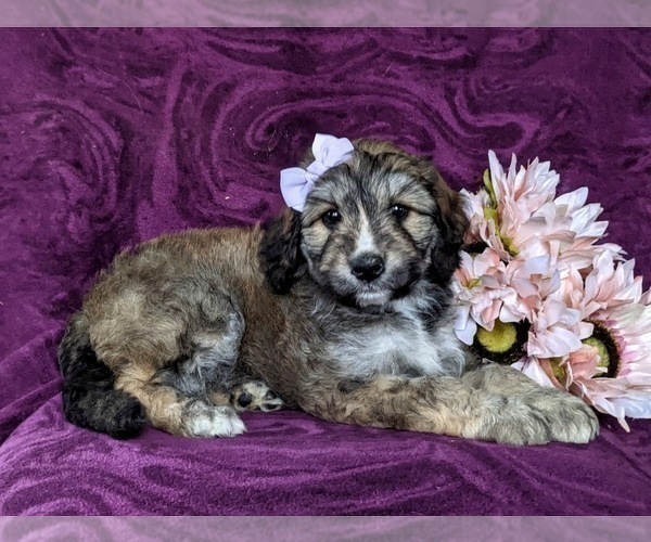 Medium Photo #4 Aussiedoodle Puppy For Sale in OXFORD, PA, USA