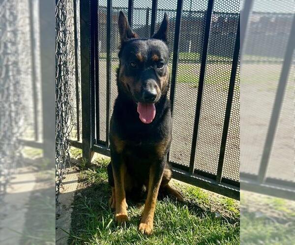 Medium Photo #2 German Shepherd Dog-Unknown Mix Puppy For Sale in Riverside, CA, USA