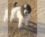 Small Photo #8 Poodle (Standard) Puppy For Sale in TRAVELERS REST, SC, USA