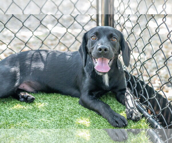 Medium Photo #3 Spanador Puppy For Sale in Hilton Head, SC, USA