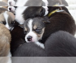 Small Photo #19 Pembroke Welsh Corgi Puppy For Sale in SOULSBYVILLE, CA, USA