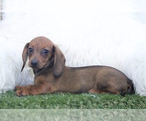 Dachshund Puppy for sale in MARIETTA, GA, USA