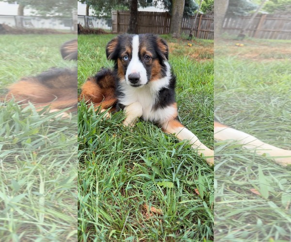 Medium Photo #2 Australian Shepherd-Unknown Mix Puppy For Sale in Minneapolis, MN, USA
