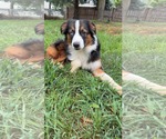 Small #1 Australian Shepherd Mix