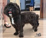 Small #2 Shih Tzu Mix
