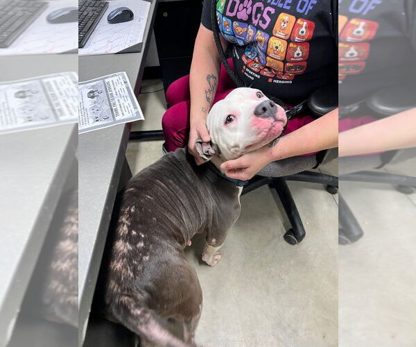 Medium Photo #4 American Staffordshire Terrier Puppy For Sale in Pierceton , IN, USA