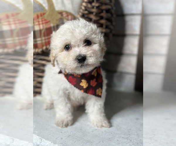 Medium Photo #1 Maltese Puppy For Sale in ELMHURST, IL, USA