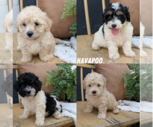 Poovanese Litter for sale in GOSHEN, IN, USA