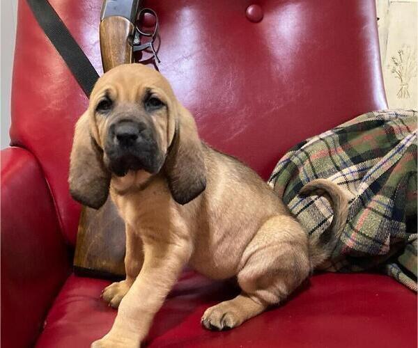 Medium Photo #3 Bloodhound Puppy For Sale in CROSSVILLE, AL, USA