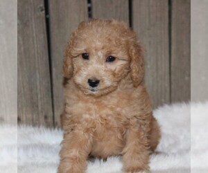 Goldendoodle-Poodle (Miniature) Mix Puppy for sale in STANLEY, WI, USA