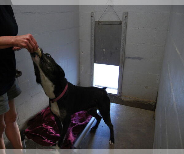 Medium Photo #3 Catahoula Leopard Dog-Siberian Husky Mix Puppy For Sale in Monticello, MS, USA