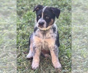 Medium Texas Heeler