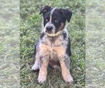 Puppy Bright Green Texas Heeler