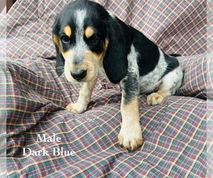 Medium Bernedoodle-Bluetick Coonhound Mix