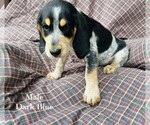 Puppy 2 Bernedoodle-Bluetick Coonhound Mix