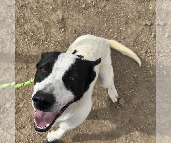 Medium Photo #1 Mutt Puppy For Sale in Incline Village, NV, USA