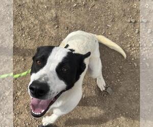 Mutt Dogs for adoption in Incline Village, NV, USA