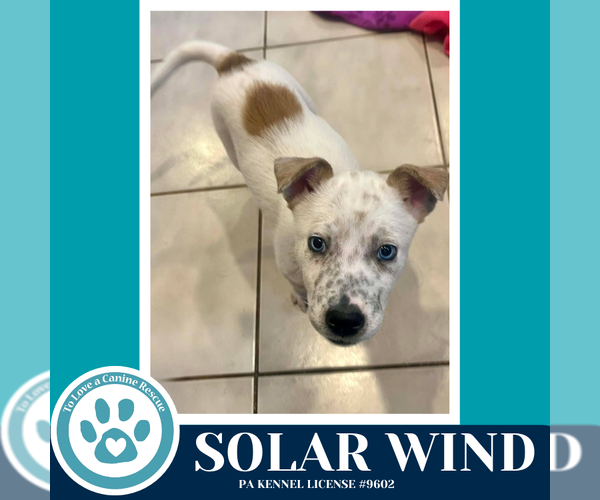 Medium Photo #5 Siberian Husky-Unknown Mix Puppy For Sale in Kimberton, PA, USA