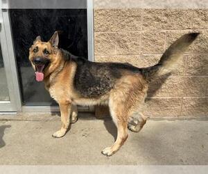 German Shepherd Dog Dogs for adoption in Aurora, IL, USA