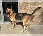 Small German Shepherd Dog
